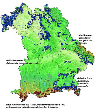 Feuersalamandervorkommen in Bayern: Die Karte zeigt die Verbreitung der beiden Varianten gefleckte und gebänderte Zeichnung. (Grafik: BN/Arten- und Biotopschutzkartierung Bayern; Veith 1992)