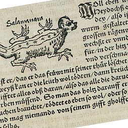 Auszug aus einer alten Schrift zum Feuersalamander (Quelle: Konrad Lykosthenes, 1518–1561; Bay. Staatsbibliothek) Auszug aus einer alten Schrift zum Feuersalamander (Quelle: Konrad Lykosthenes, 1518–1561; Bay. Staatsbibliothek)