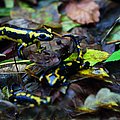 Junge Feuersalamander kriechen über feuchtes Laub (Foto: BN/LBV)