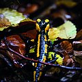 Ein Feuersalamander sitzt in feuchtem Laub (Foto: BN/LBV)