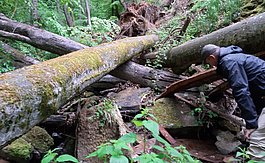 Ein Helfer untersucht in einem typischen Salamanderlebensraum, ob und wie viele Tiere er beherbergt (Foto: BN/LBV)