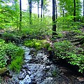 Ein wilder Bach im Wald: Wanderer sollten die Wege nicht verlassen, damit keine sensiblen Lebensräume beschädigt werden (Foto: BN/LBV)