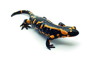 Großaufnahme Feuersalamander: gut erkennbar sind die Ohrdrüsen (Foto: Ionescu Bogdan/stock.adobe.com)