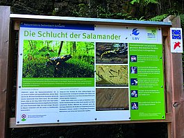 Mit Tafeln wie hier in der Seltenbachschlucht leistet das Artenhilfsprogramm wichtige Öffentlichkeitsarbeit für den Feuersalamander (Foto: BN/LBV)