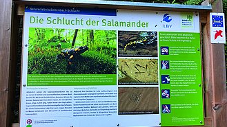 Mit Tafeln wie hier in der Seltenbachschlucht leistet das Artenhilfsprogramm wichtige Öffentlichkeitsarbeit für den Feuersalamander (Foto: BN/LBV)