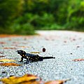 Ein Feuersalamander überquert eine Straße (SianStock/stock.adobe.com) 