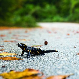 Ein Feuersalamander überquert eine Straße (SianStock/stock.adobe.com) 