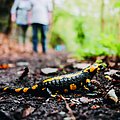 Ein Feuersalamander quert einen Wanderweg, im Hintergrund kommen zwei Spaziergänger: Feuersalamander und andere Amphibien besser nicht anfassen! (Foto: stock.adobe.com)